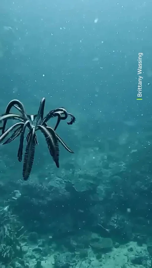 Как выглядит морская лилия