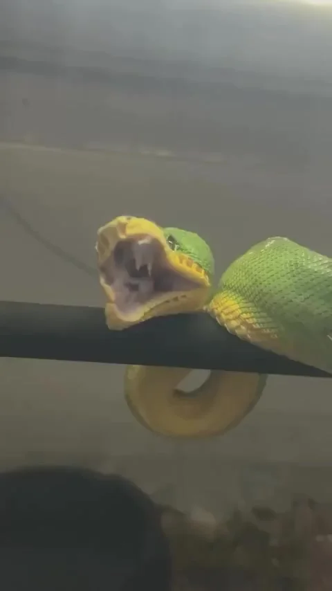 Как зевают змеи