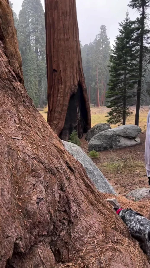 Какая высота секвойи