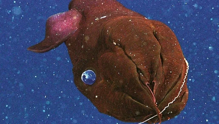 Кальмар-вампир: самый загадочный житель глубин