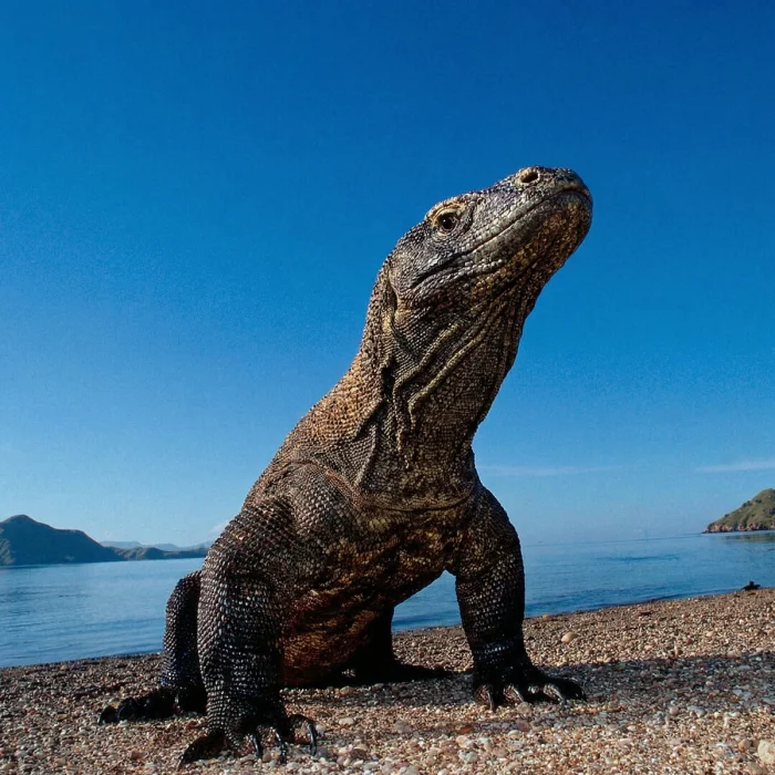 Комодский варан: чем опасен крупнейший ящер современности