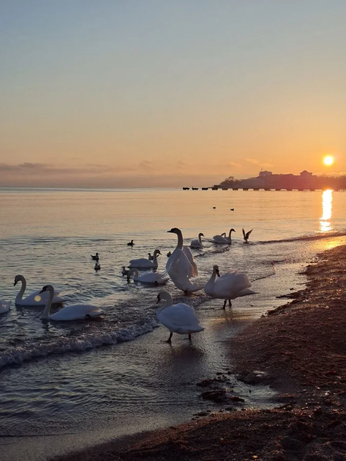 🦢 Лебеди в Крыму