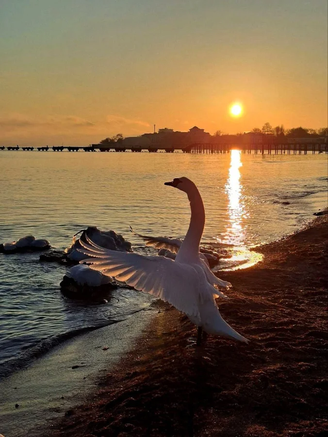 🦢 Лебеди в Крыму