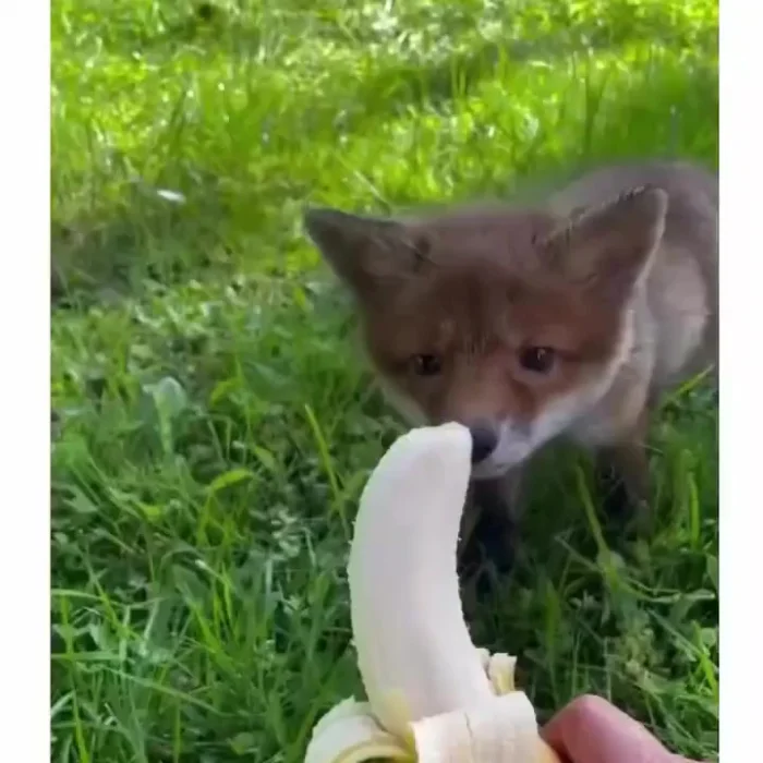 Лисёнок и банан