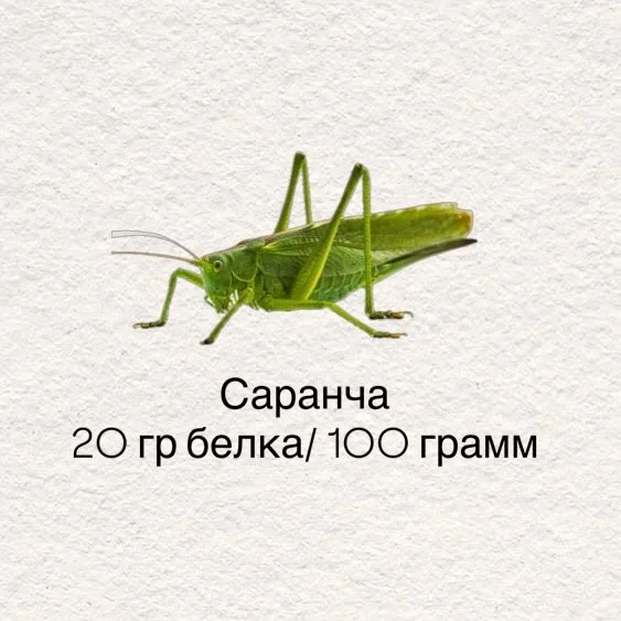 Необычные источники белка: топ-4 продукта вместо куриной грудки