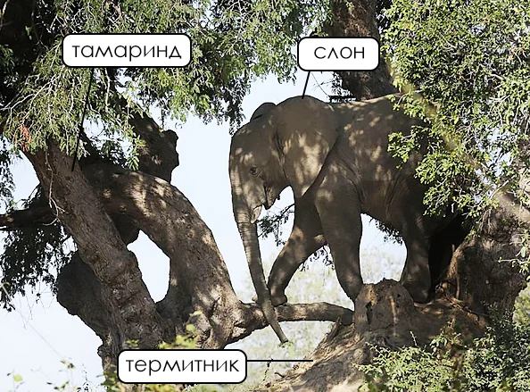 Необычный союз природы: как связаны слоны, термиты и тамаринд