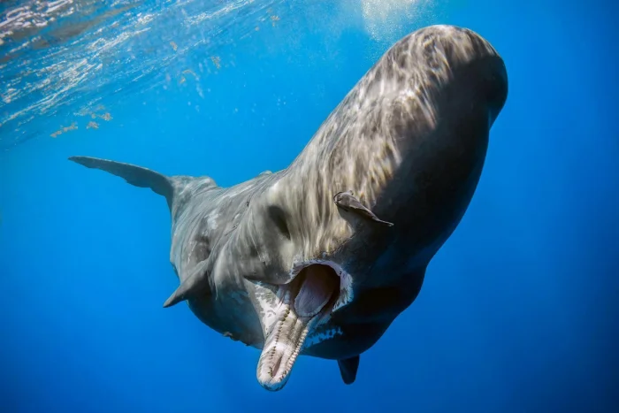 Почему киты атакуют корабли и связано ли это с местью за промысел