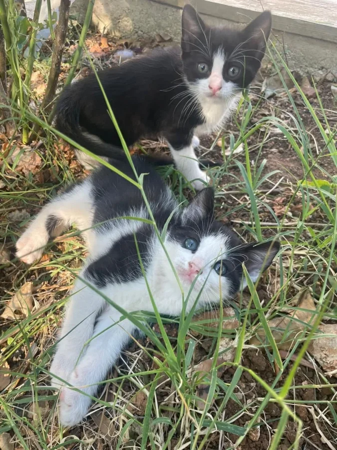 Весеннее котофейство