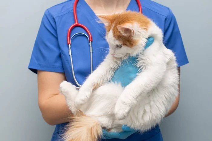 Подобрали котёнка с улицы — и заразили домашнюю кошку: чем опасна доброта без карантина