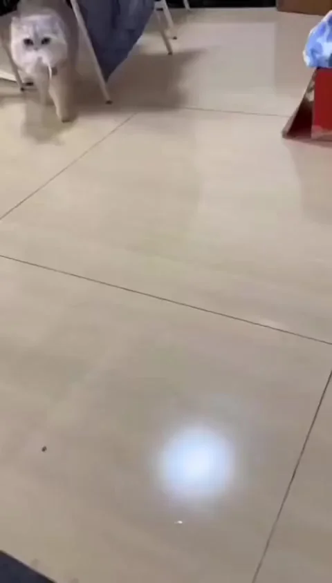 Поиграй со мной! Быстро!