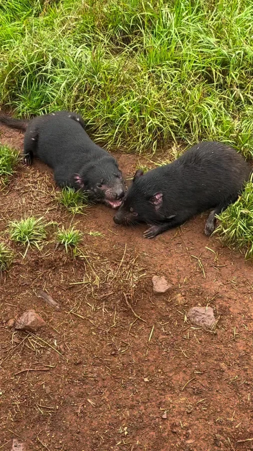 Разговор тасманских дьяволов