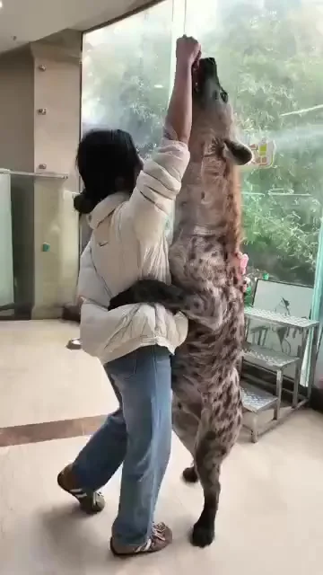 Реальный размер гиен
