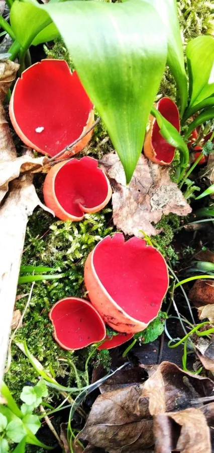 🍄 Саркосцифа: алые чаши, с которых начинается весна