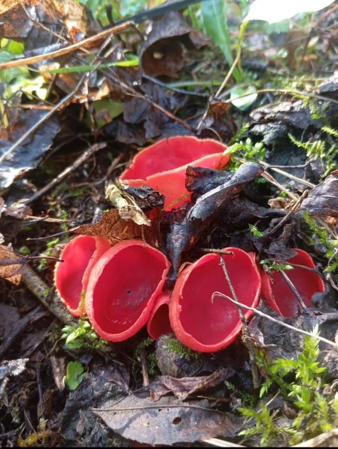 🍄 Саркосцифа: алые чаши, с которых начинается весна
