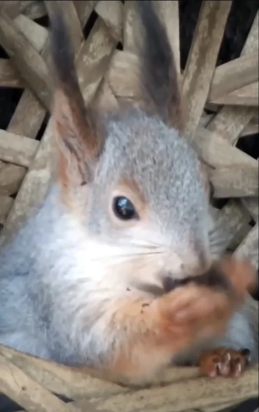 Сегодня белка не придет, белка сегодня занята