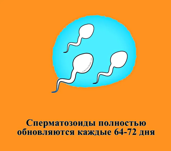 Сексуальная правда: 15 фактов, которым не научат в школе #329