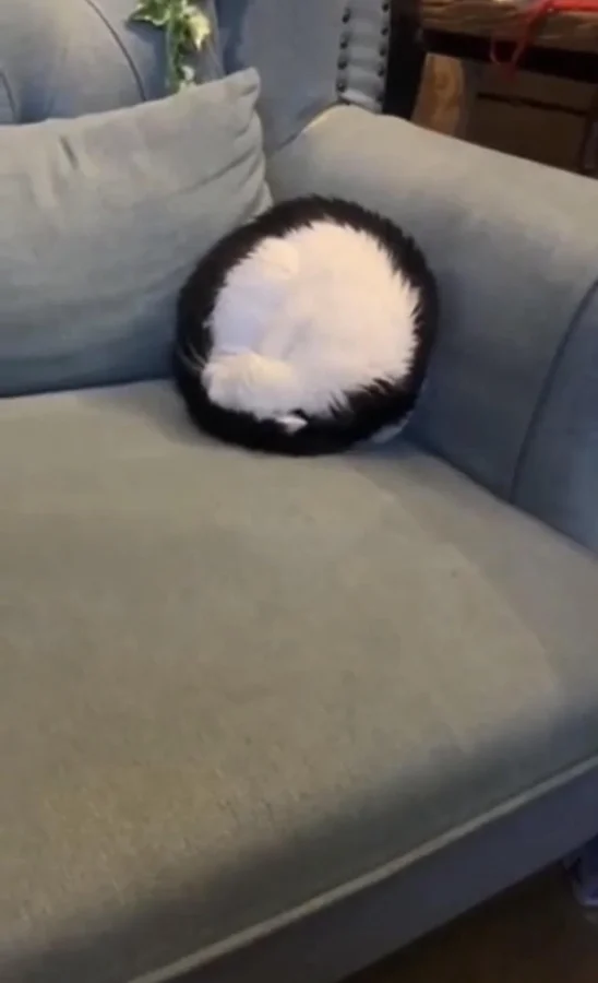 Шутки реальности в фото