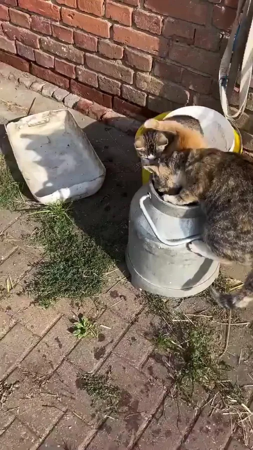 У рыжих всё как обычно