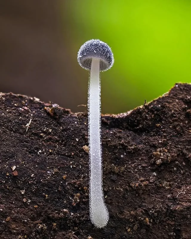 Учёные обнаружили в Тайване гриб-крошку высотой 1 мм