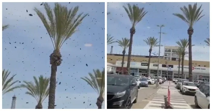 В Израиле пчелы атаковали торговый центр