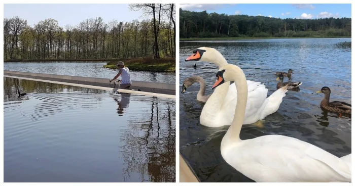 Велодорожка на воде, где можно прокатиться рядом с птицами