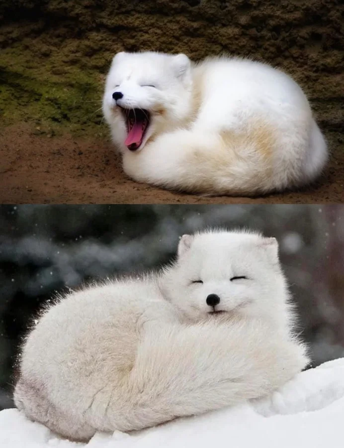 Забавные и смешные фото из дикой природы