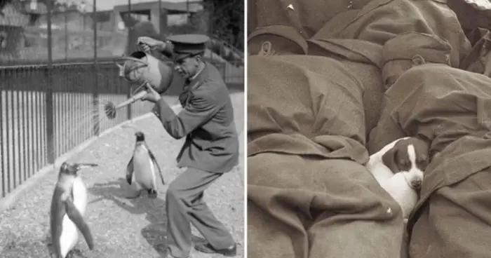 Как люди и животные проводили время в 1930-е
