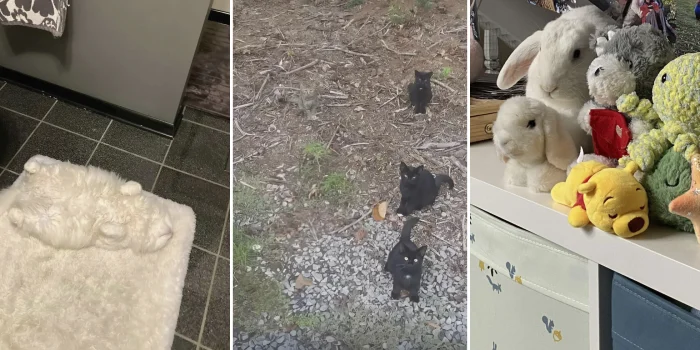 26 фото животных, которые стали частью пейзажа