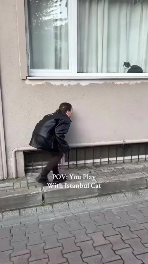 А вы играете со своими котиками в прятки?
