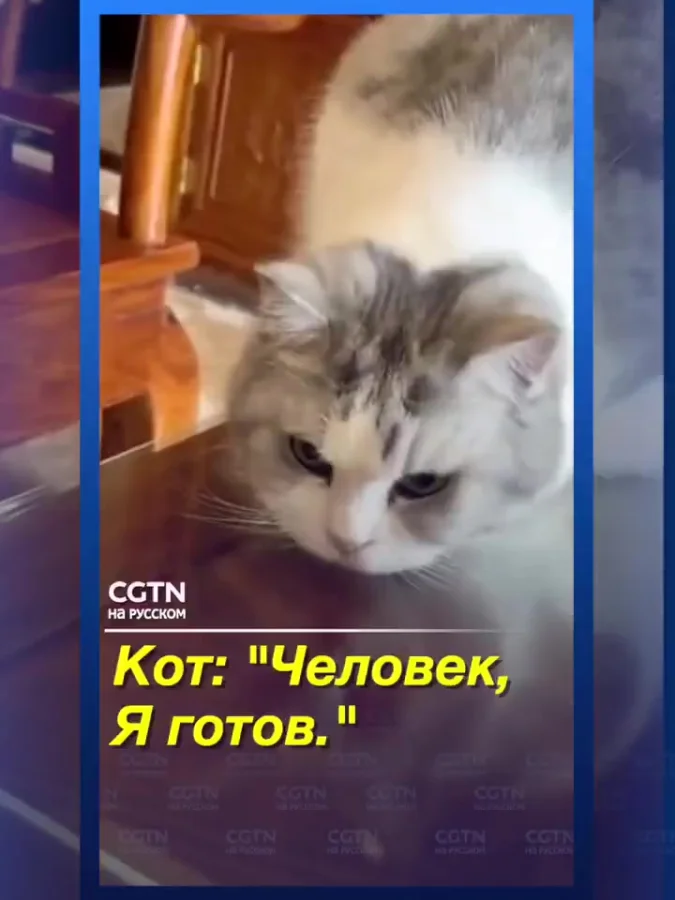 Быстрая реакция у котика