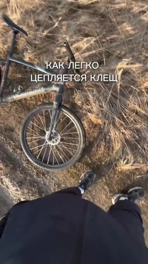 Дружелюбные животные