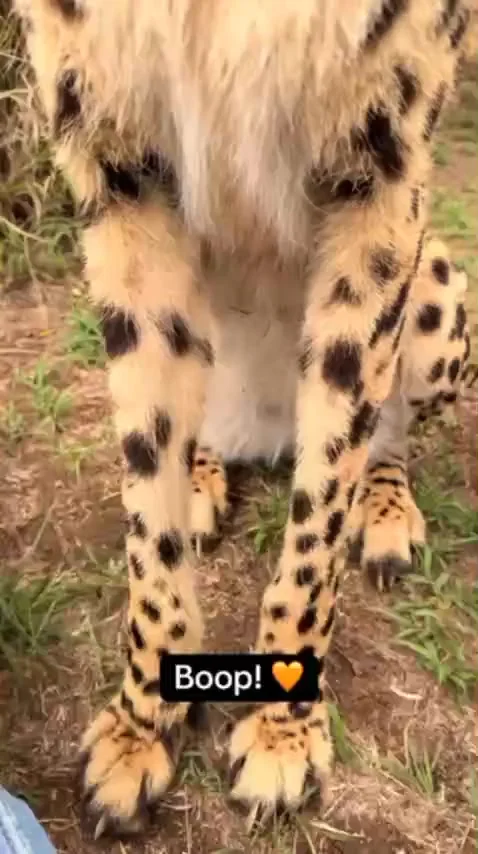 Хищный зверь