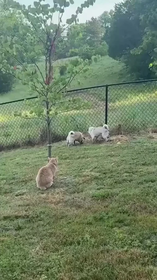 Капоэйра