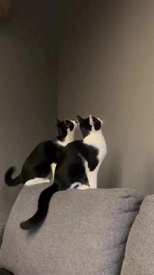 Котовое. Три кота, а нет, четыре