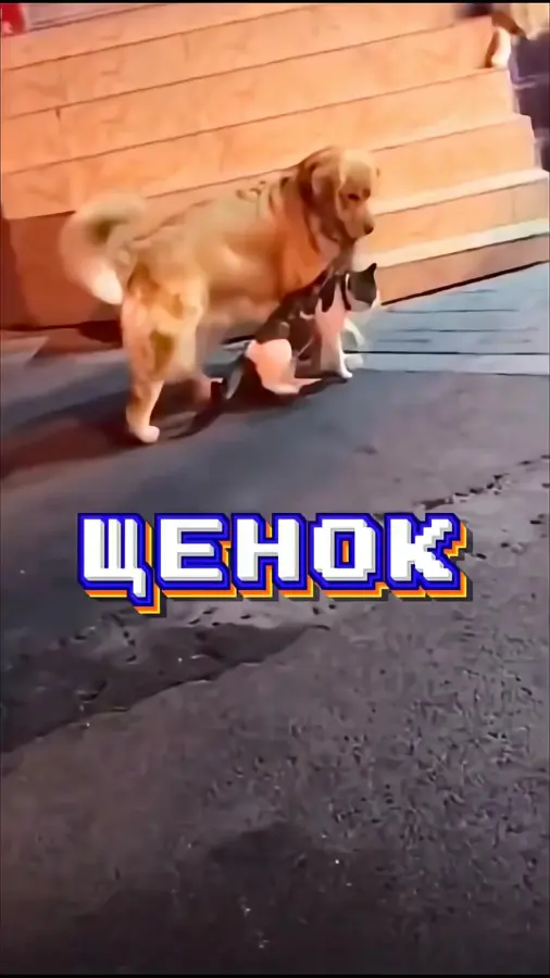 Куанкретно щас повезло им чё он на цепи