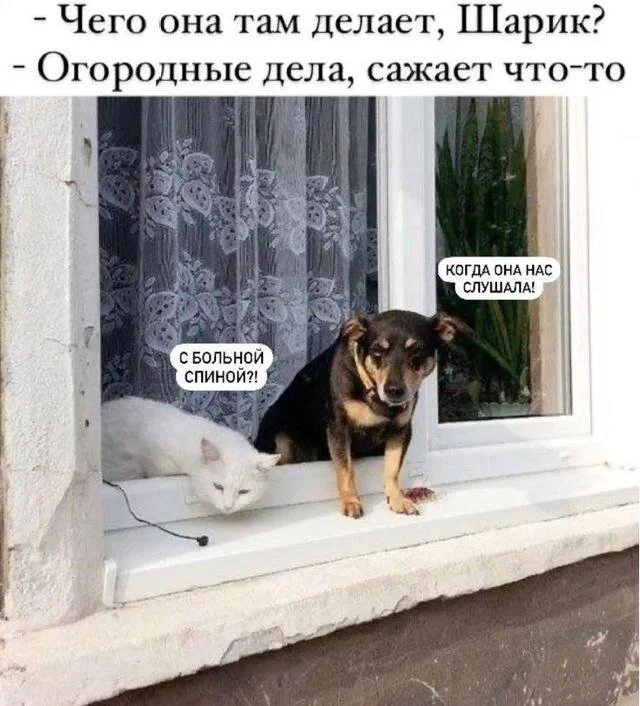 Лучшие мемы и шутки про собак, которые понимают даже коты
