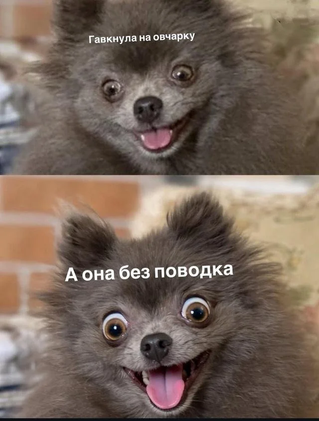 Лучшие мемы и шутки про собак, которые понимают даже коты