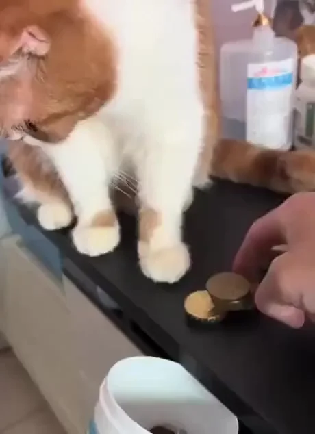 Мистар финансист