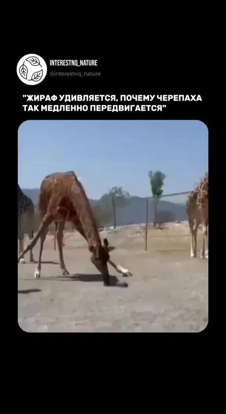 Подгоняет