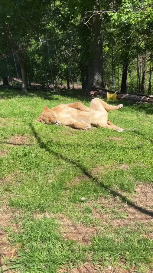 Послеобеденный отдых