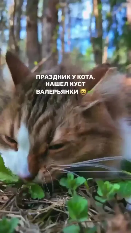 Самый лучший день