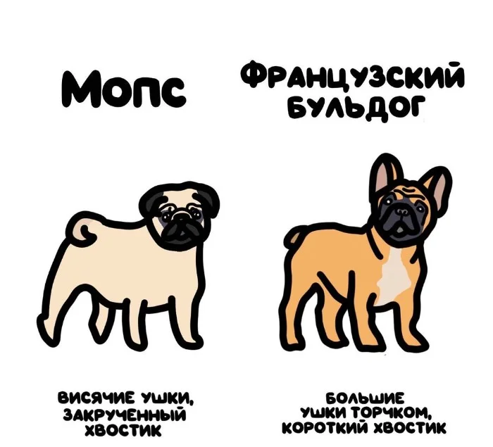 Слова, которые часто путают: в чём разница #46