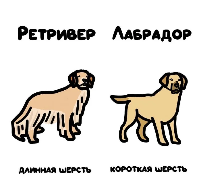 Слова, которые часто путают: в чём разница #49