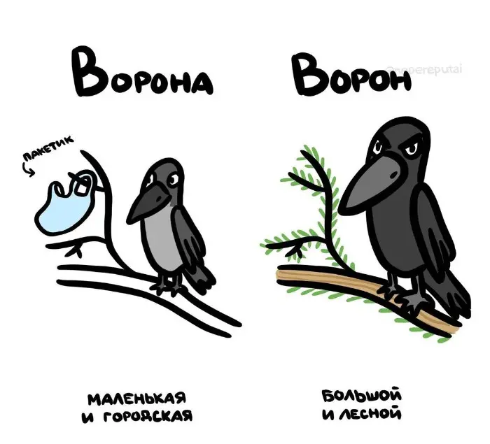 Слова, которые часто путают: в чём разница #58