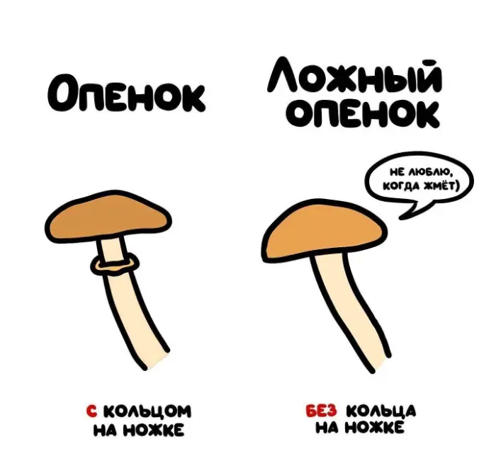 Слова, которые часто путают: в чём разница #62