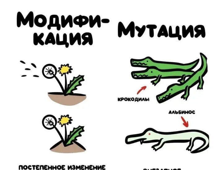 Слова, которые часто путают: в чём разница #68