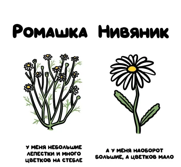 Слова, которые часто путают: в чём разница #76