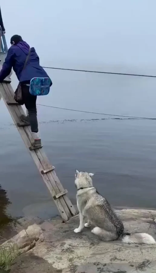 Сообразительный хаски