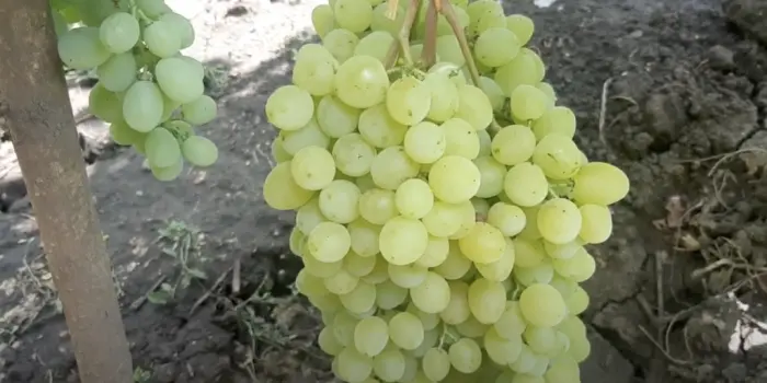 Топ-9 вкусных сортов винограда, которые точно не подведут при покупке