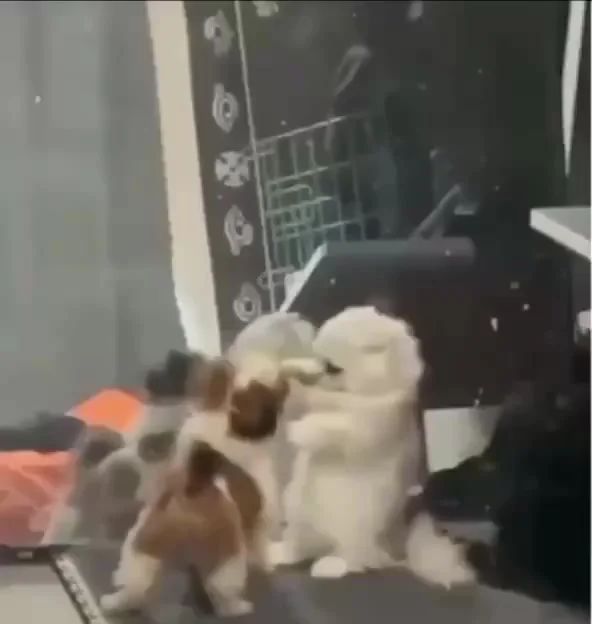 Жестокий махач... (Без взрослых не смотреть)
